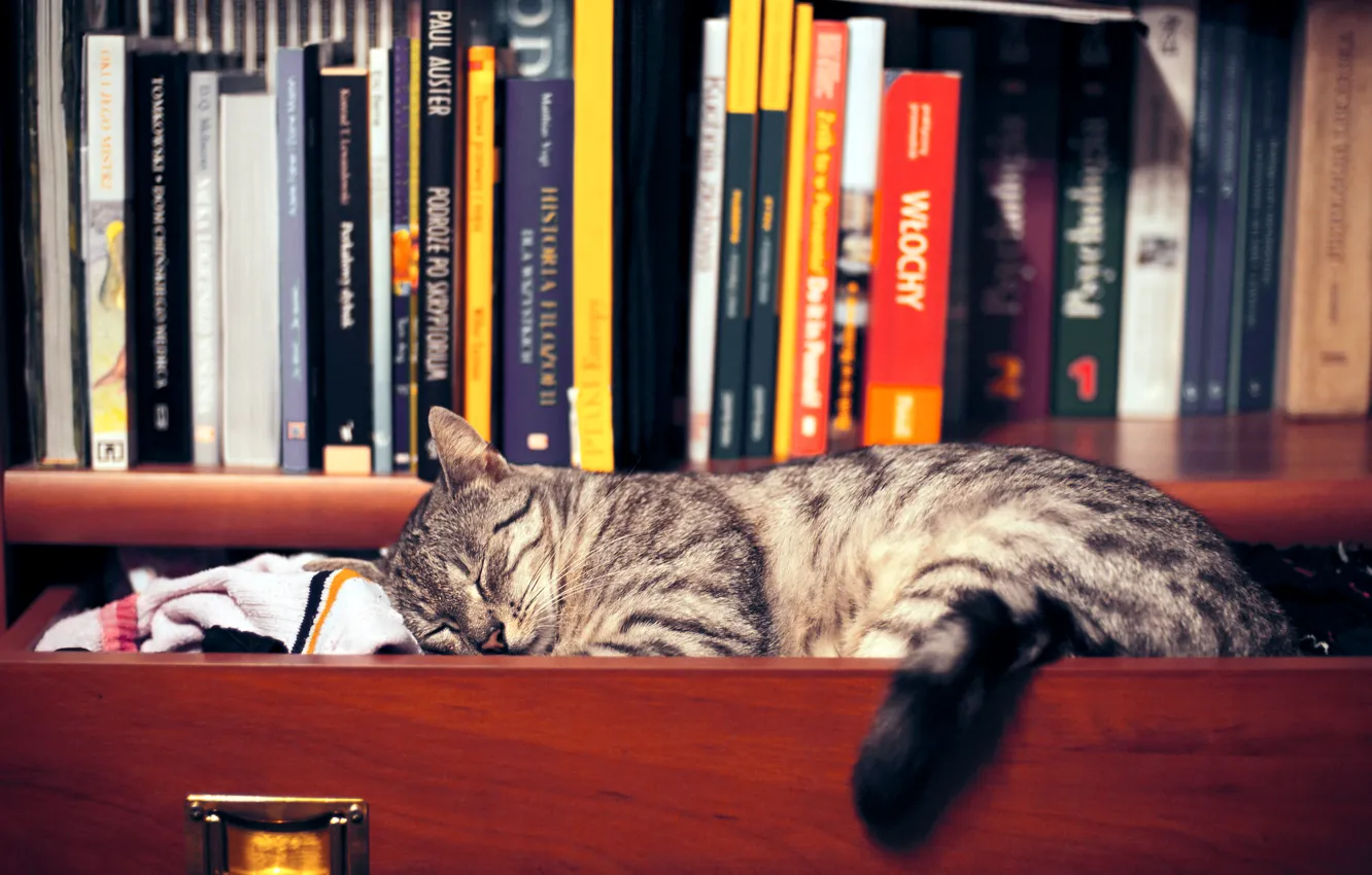 Photo wallpaper cat, clothing, sleep, book, wardrobe, shelves