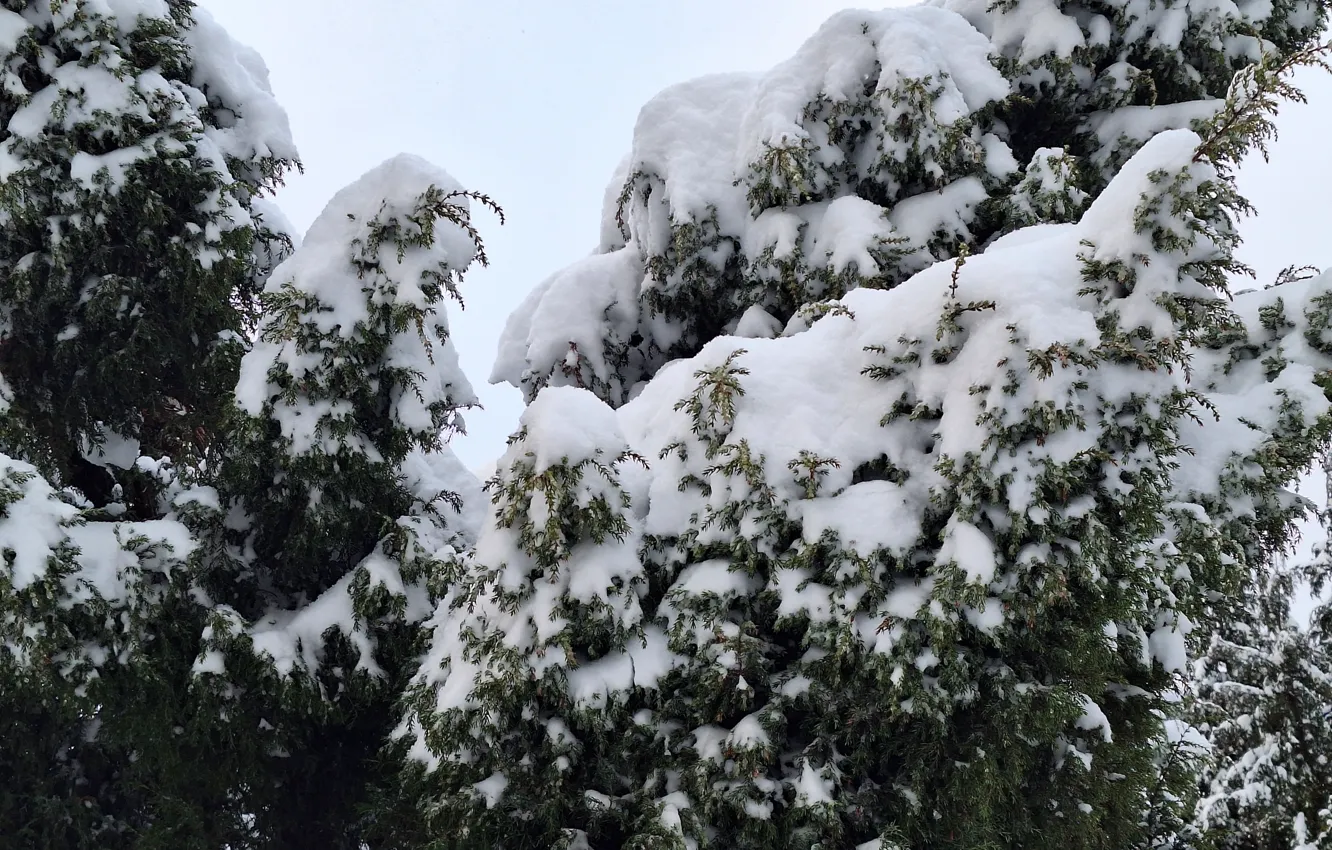 Photo wallpaper zima, snow, krzak