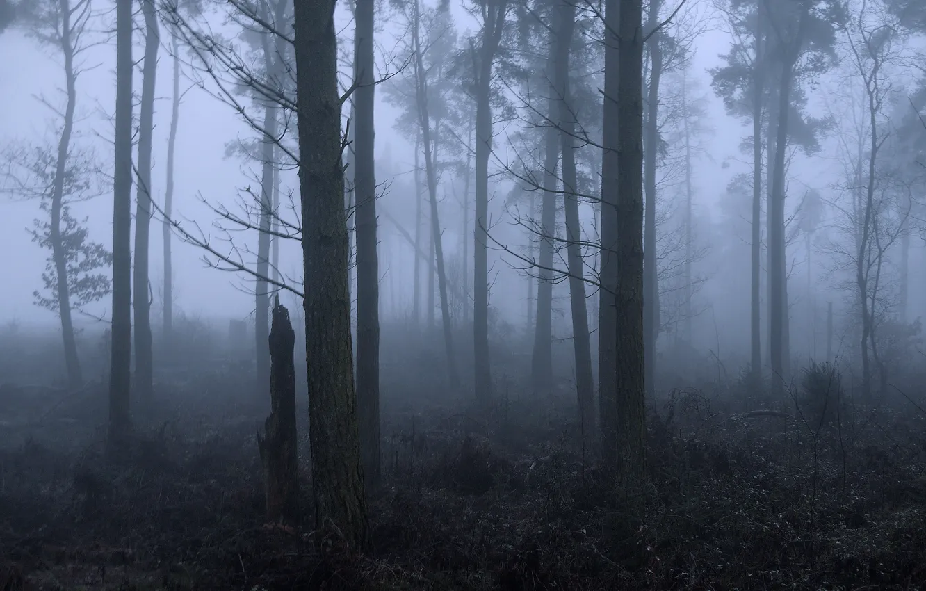 Photo wallpaper forest, trees, nature, fog