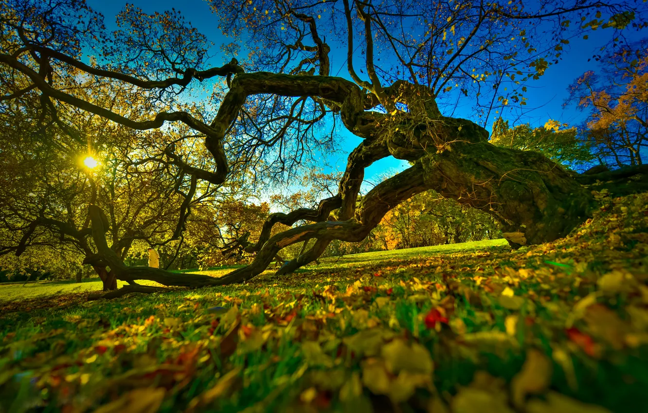 Photo wallpaper autumn, Norway, the colors of autumn, Norway, Botanical garden, Oslo, old tree