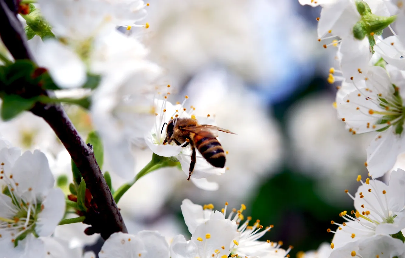 Photo wallpaper flowers, nature, cherry, bee, beauty, branch, spring, petals