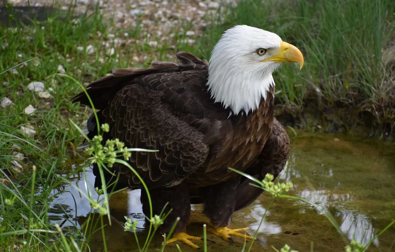 Photo wallpaper grass, water, bird, puddle, bald eagle