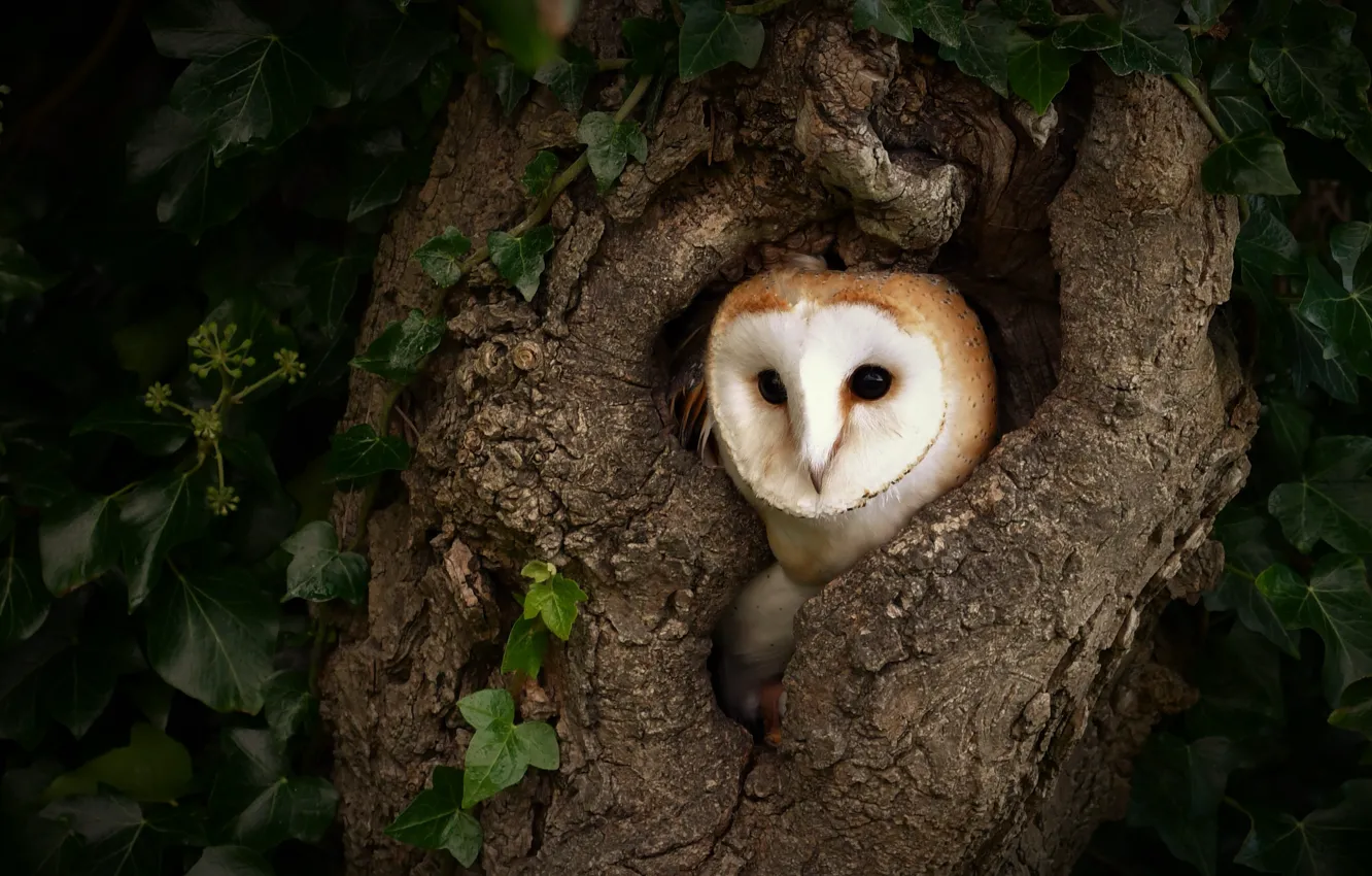 Photo wallpaper trees, owl, bird, the barn owl, the hollow