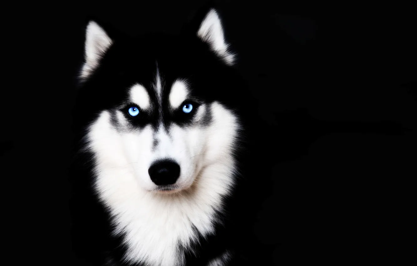 Photo wallpaper face, dog, blue eyes, husky