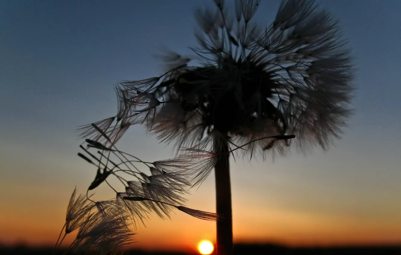 Photo wallpaper sunset, dandelion, The sun