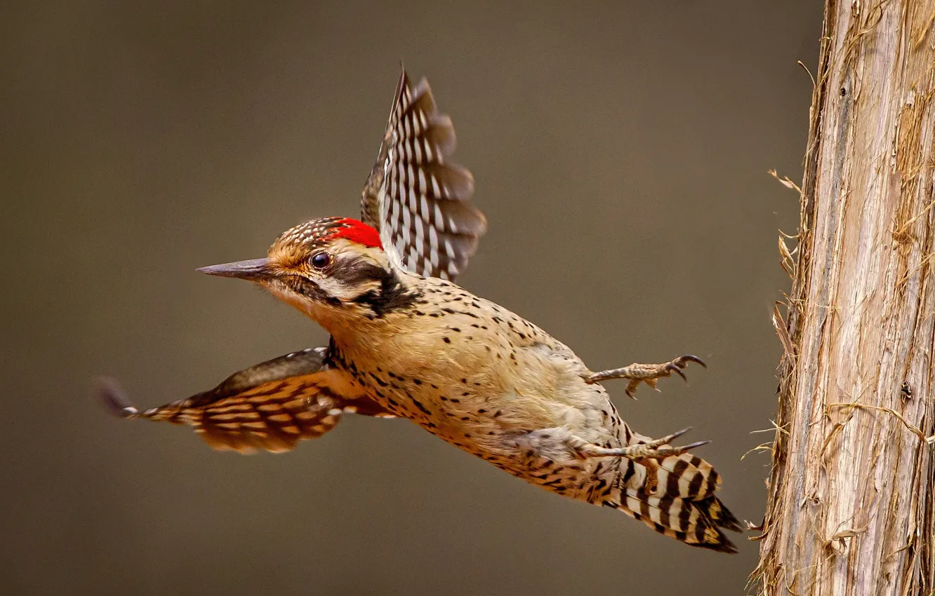 Photo wallpaper bird, wings, beak, Texas woodpecker