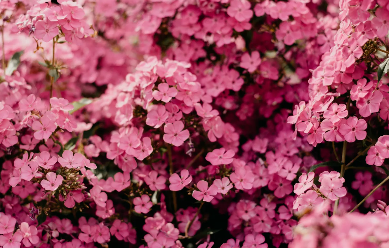Photo wallpaper Flowers, Nature, Pink, Plant, Plants, Nature, Beautiful, Flower
