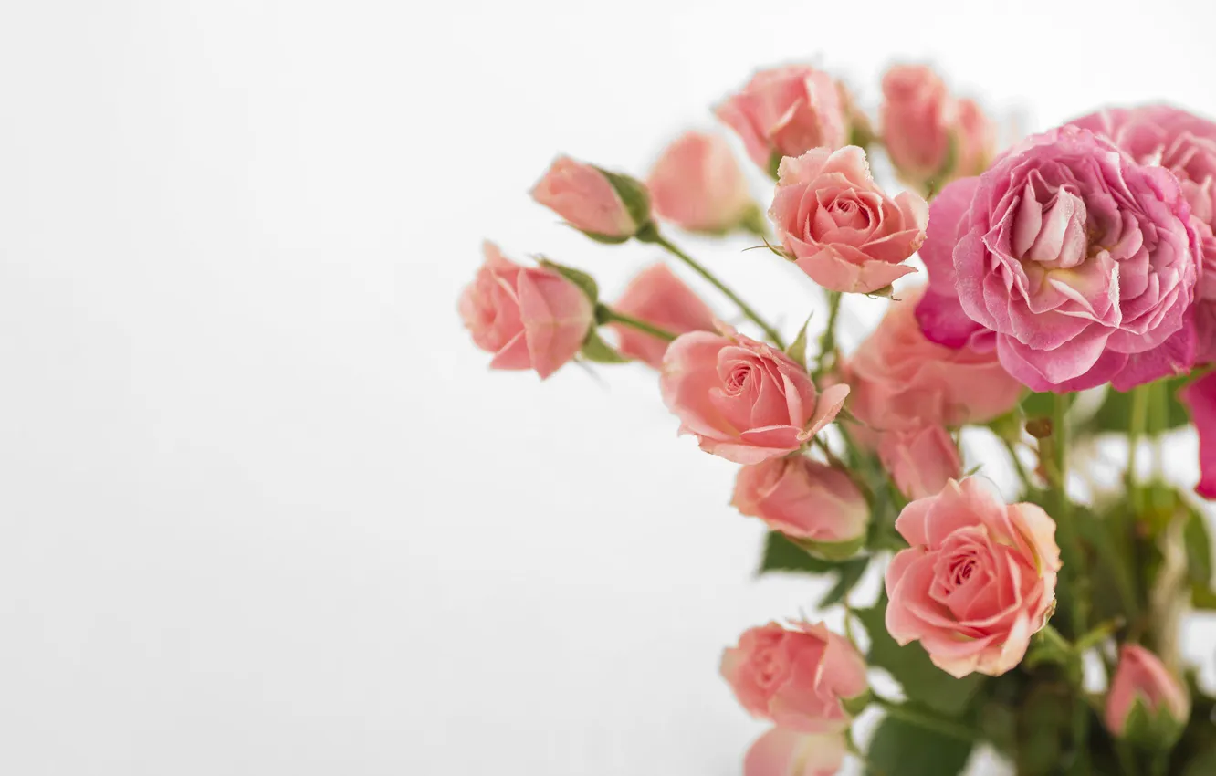 Photo wallpaper flowers, roses, bouquet, pink, light background, rosette
