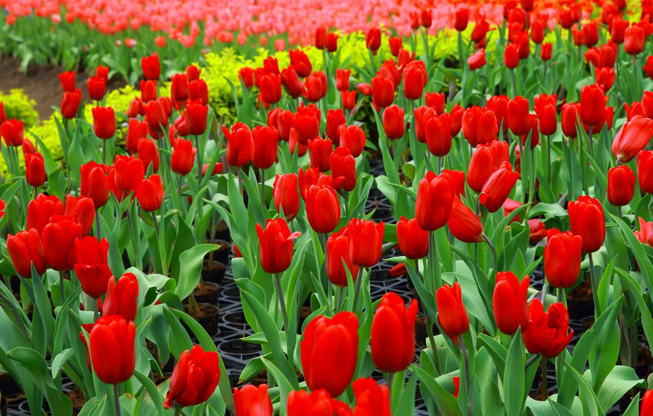 Photo wallpaper flowers, red, spring, garden, tulips, flowerbed, a lot, plantation