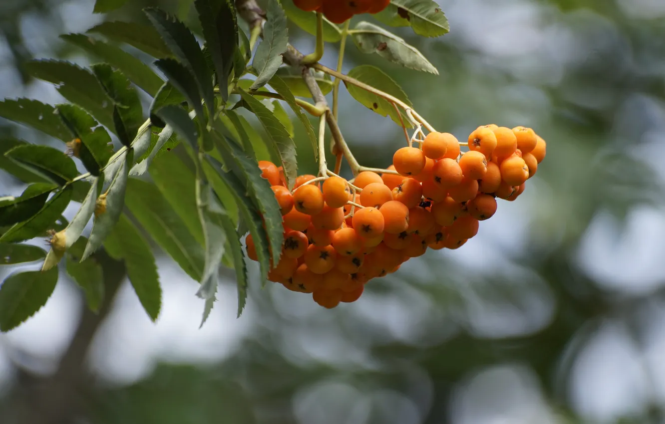 Photo wallpaper autumn, leaves, branches, glare, bunch, Rowan