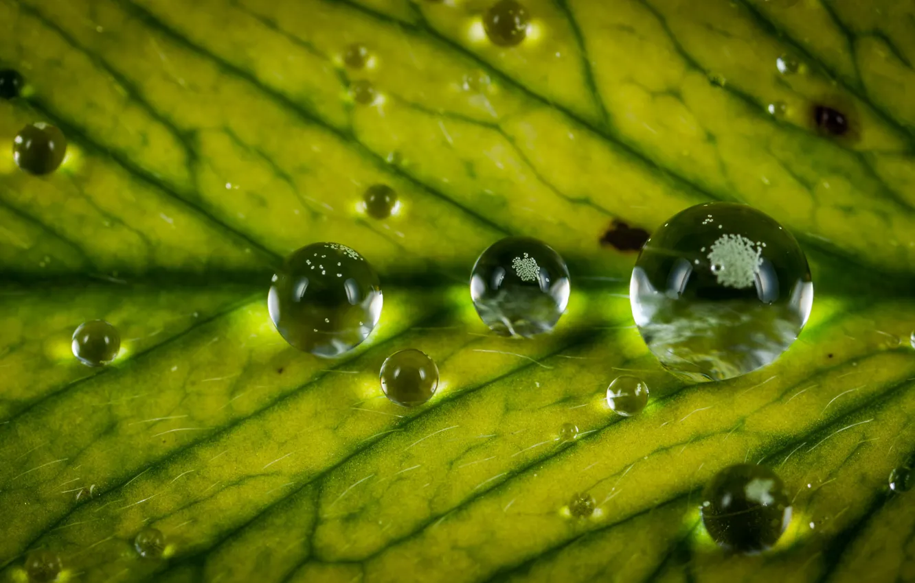 Photo wallpaper Nature, Drops, Green, Rosa, Water, Drops, Closeup, Dew