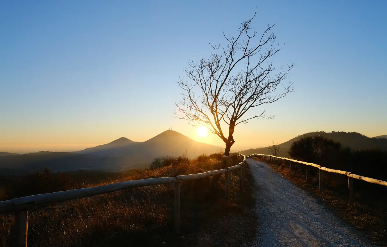 Photo wallpaper trees, sunset, track
