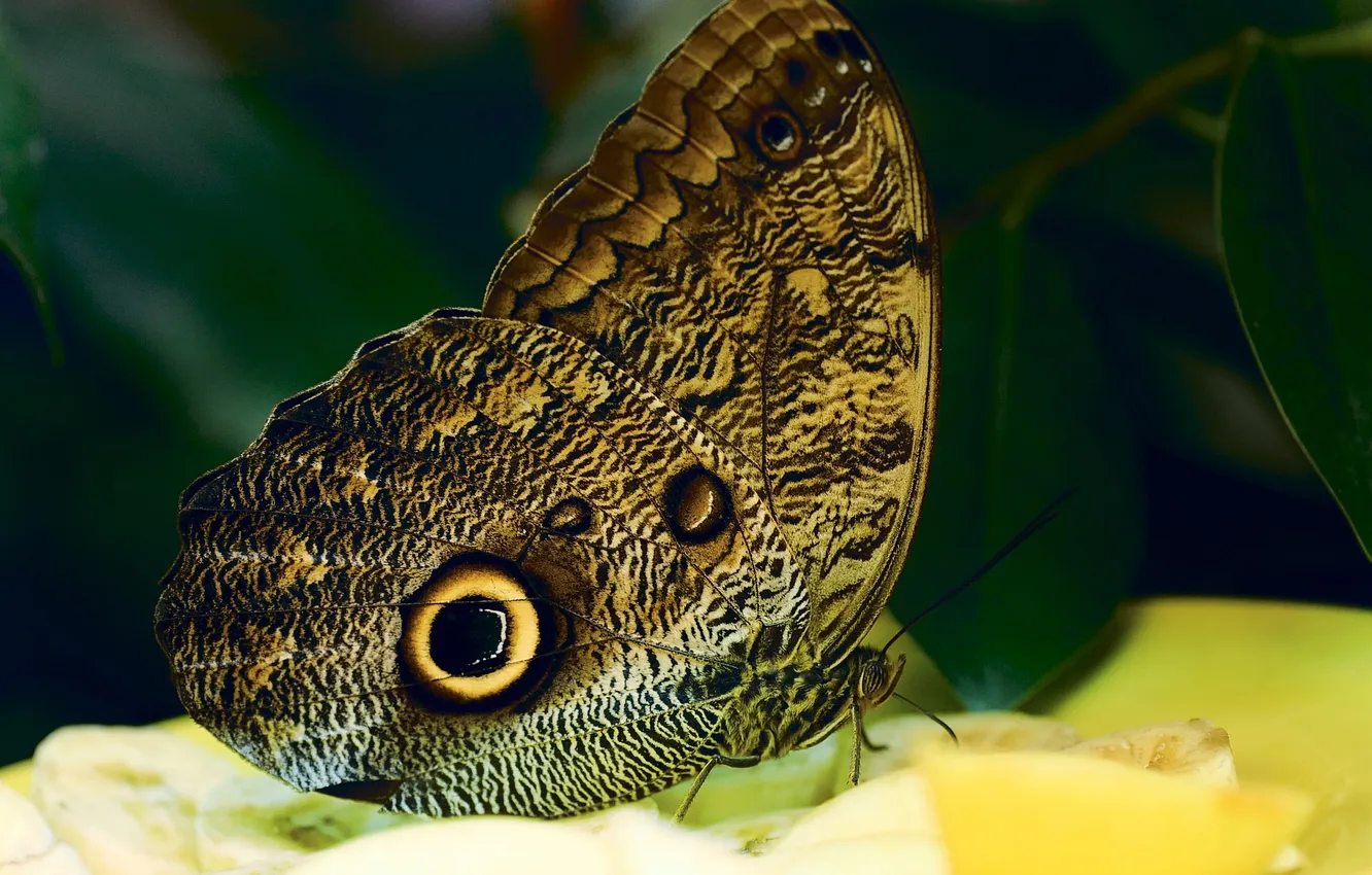 Photo wallpaper macro, butterfly, wings, beautiful, closeup