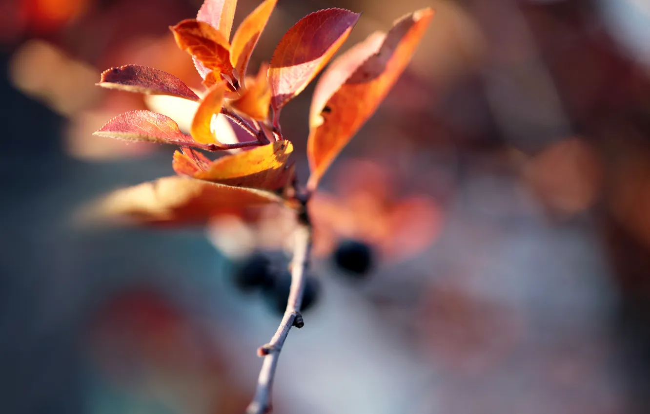 Photo wallpaper autumn, vetochka, autumn blur