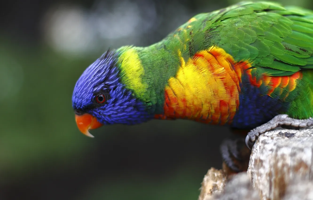 Photo wallpaper bird, parrot, multicolor lorikeet