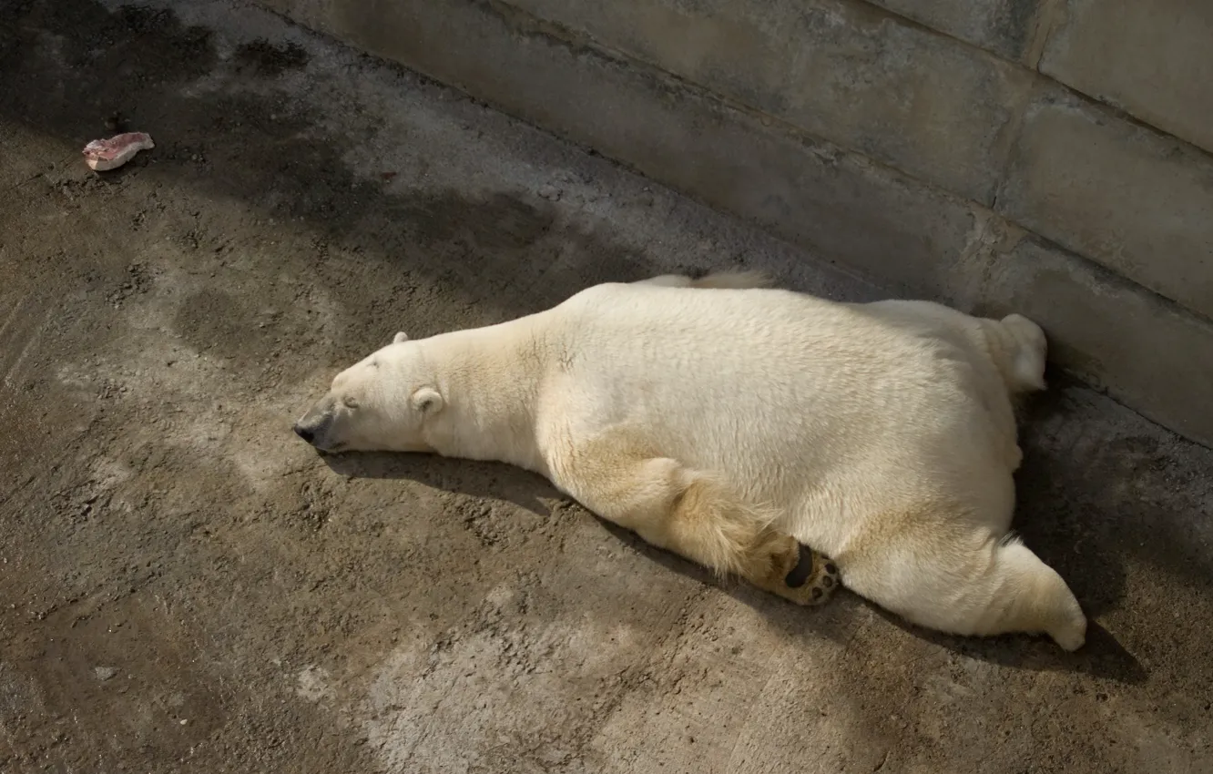 Photo wallpaper sleep, paws, meat, polar bear