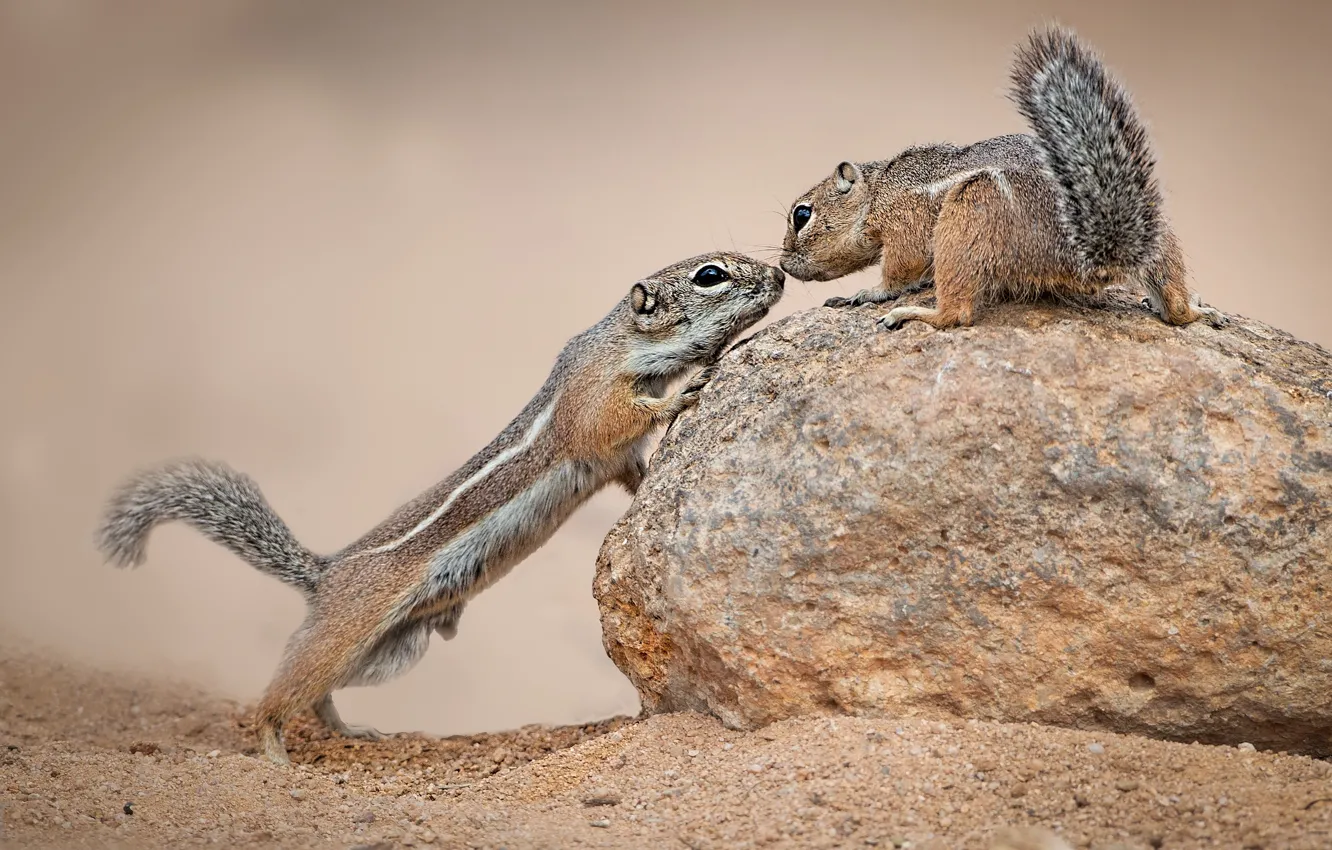 Photo wallpaper look, pose, stone, Chipmunk, a couple, Duo, two, stand