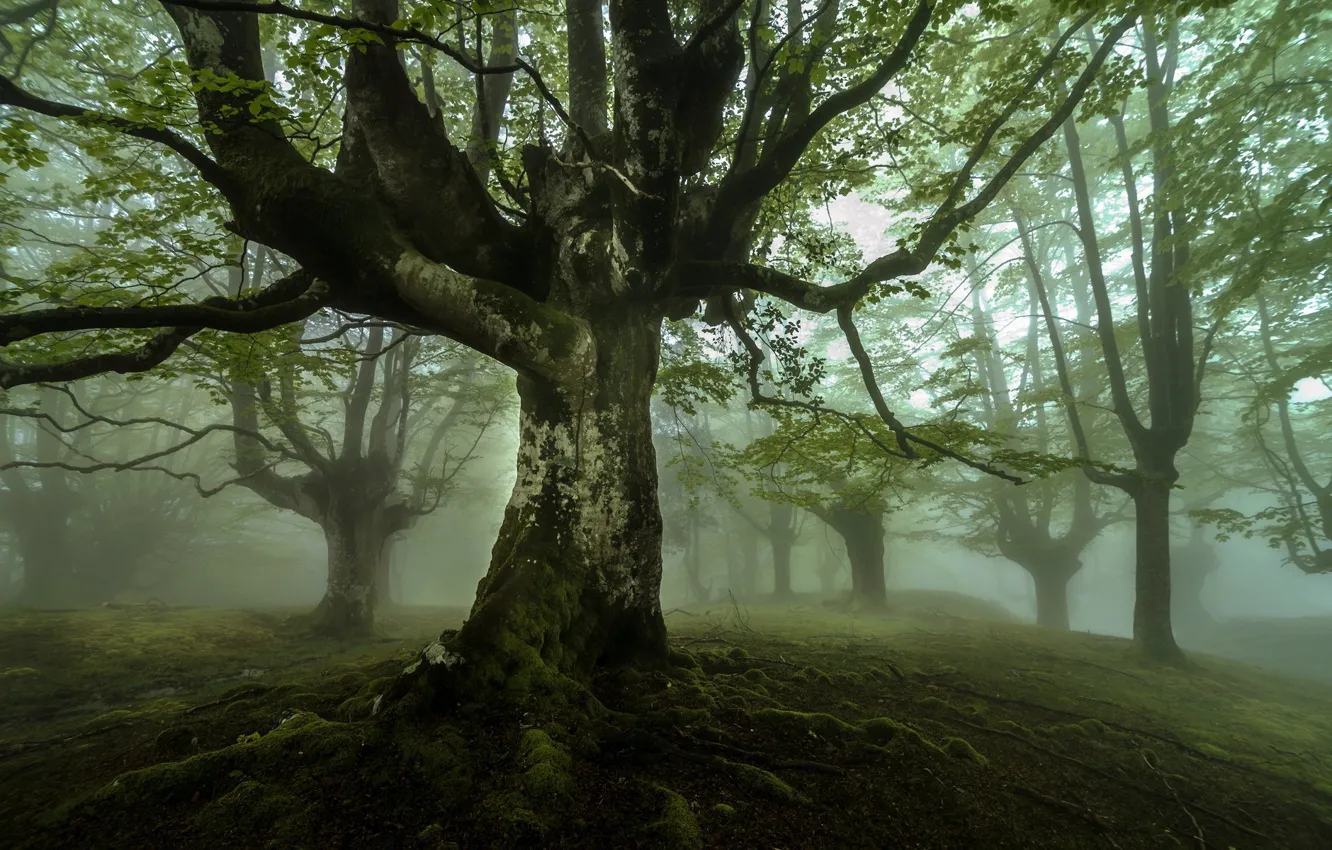 Photo wallpaper landscape, nature, fog, tree