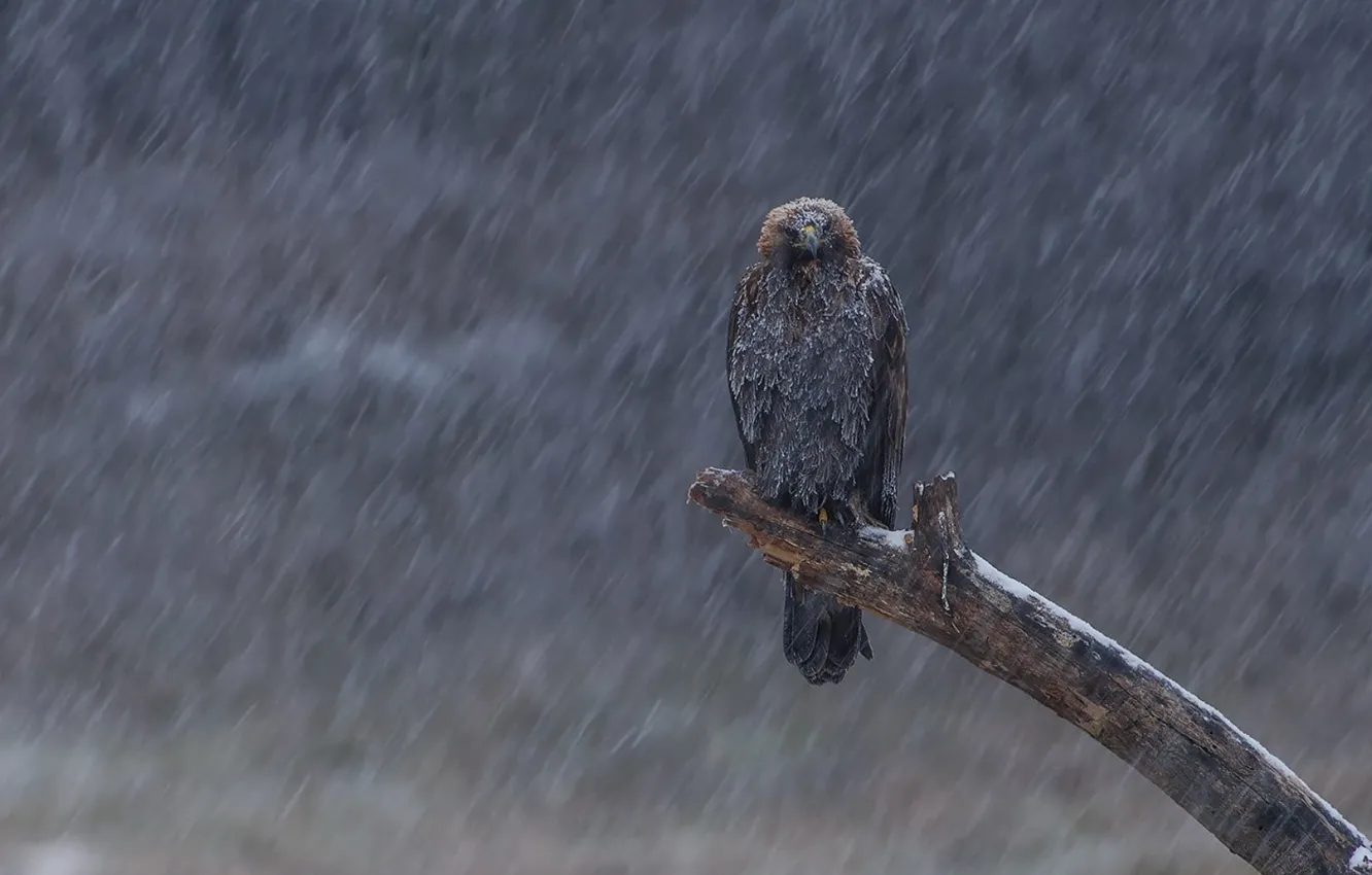 Photo wallpaper nature, snow, birds, gray and black eagle, animals in the wild 1