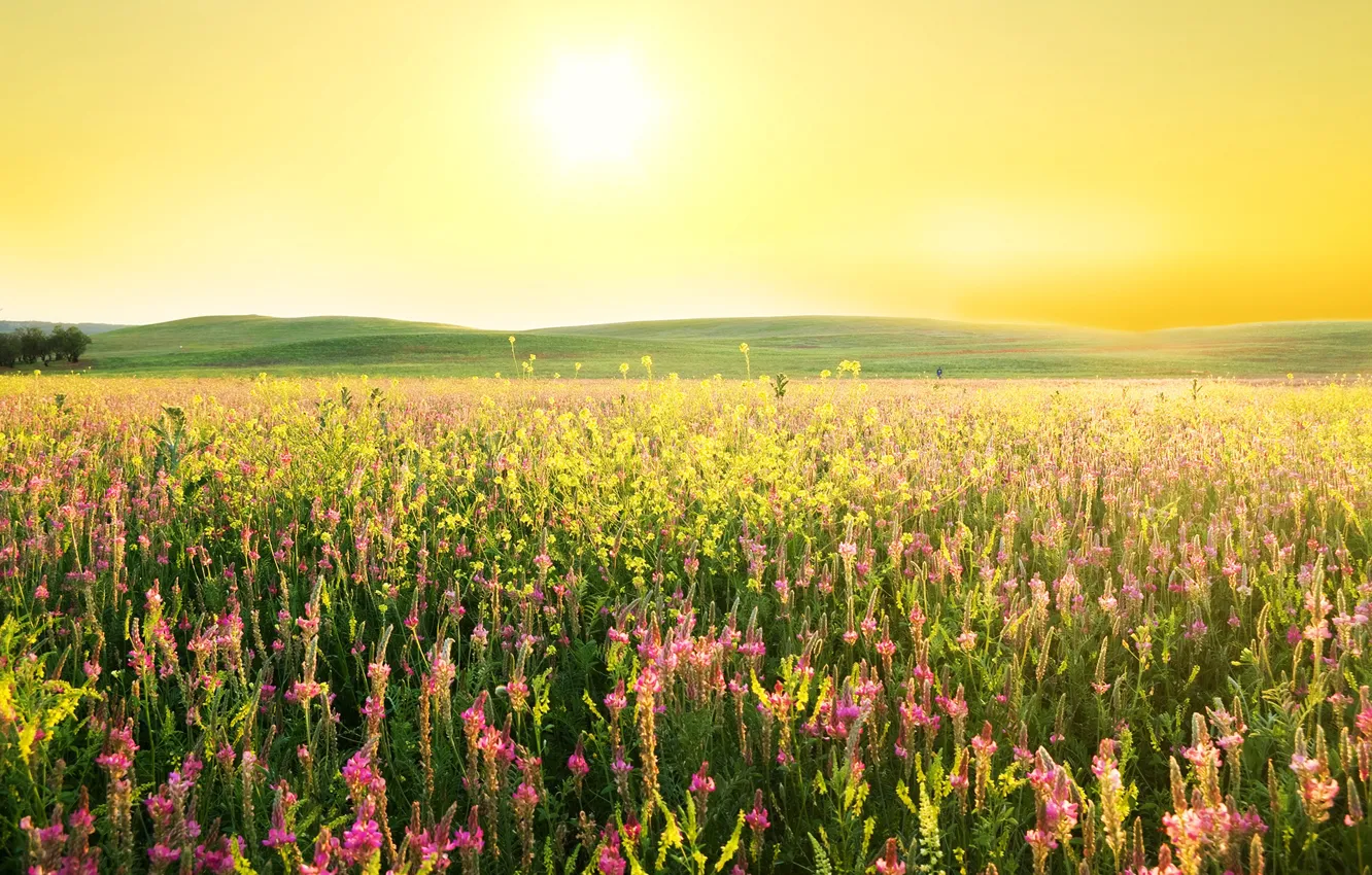 Photo wallpaper field, the sky, grass, the sun, flowers, hills, lupins