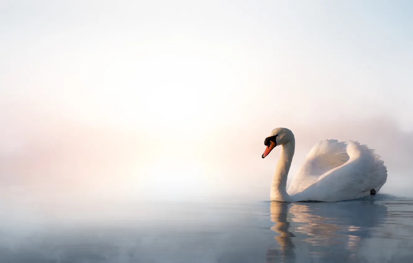 Photo wallpaper bird, white background, swans