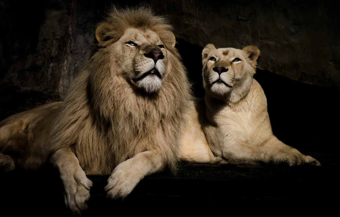 Photo wallpaper background, stay, Leo, pair, lioness
