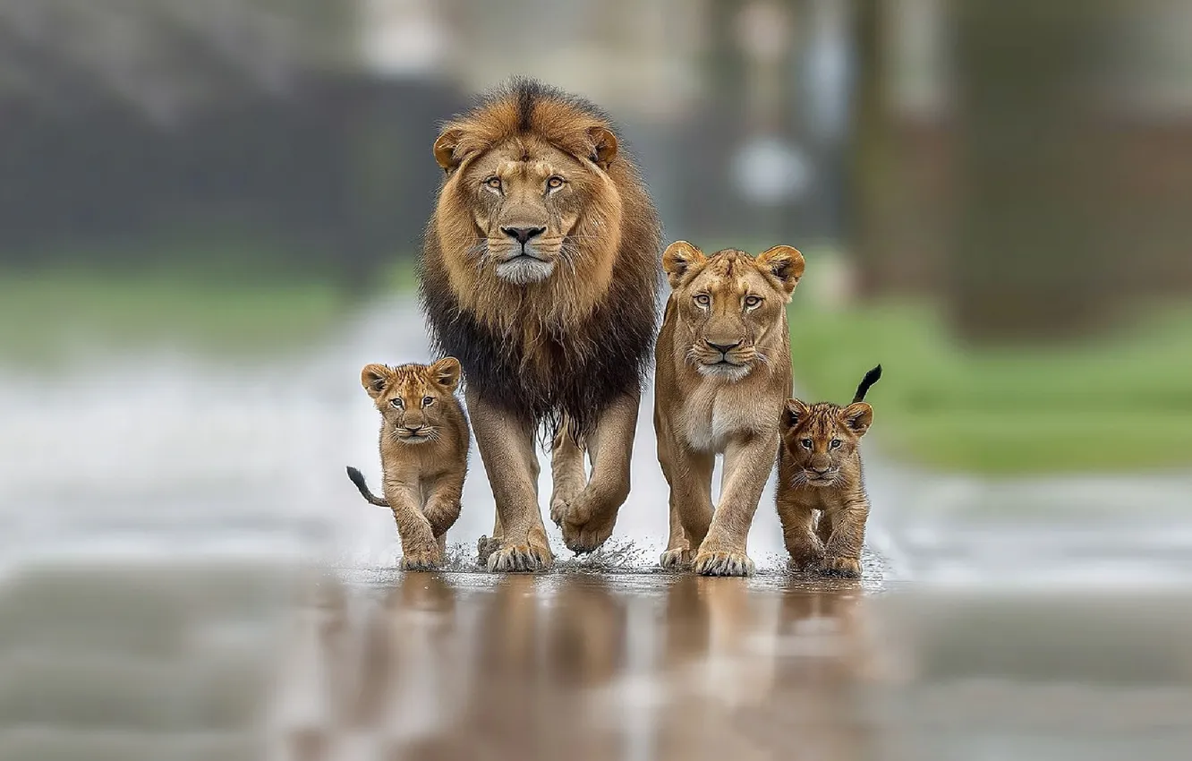 Photo wallpaper WATER, LEO, DROPS, TIGER, SQUIRT, FAMILY, CATS, TIGER CUB