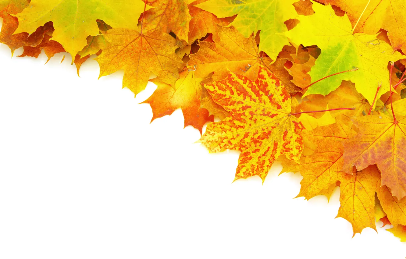 Photo wallpaper autumn, leaves, veins, brightness, heap