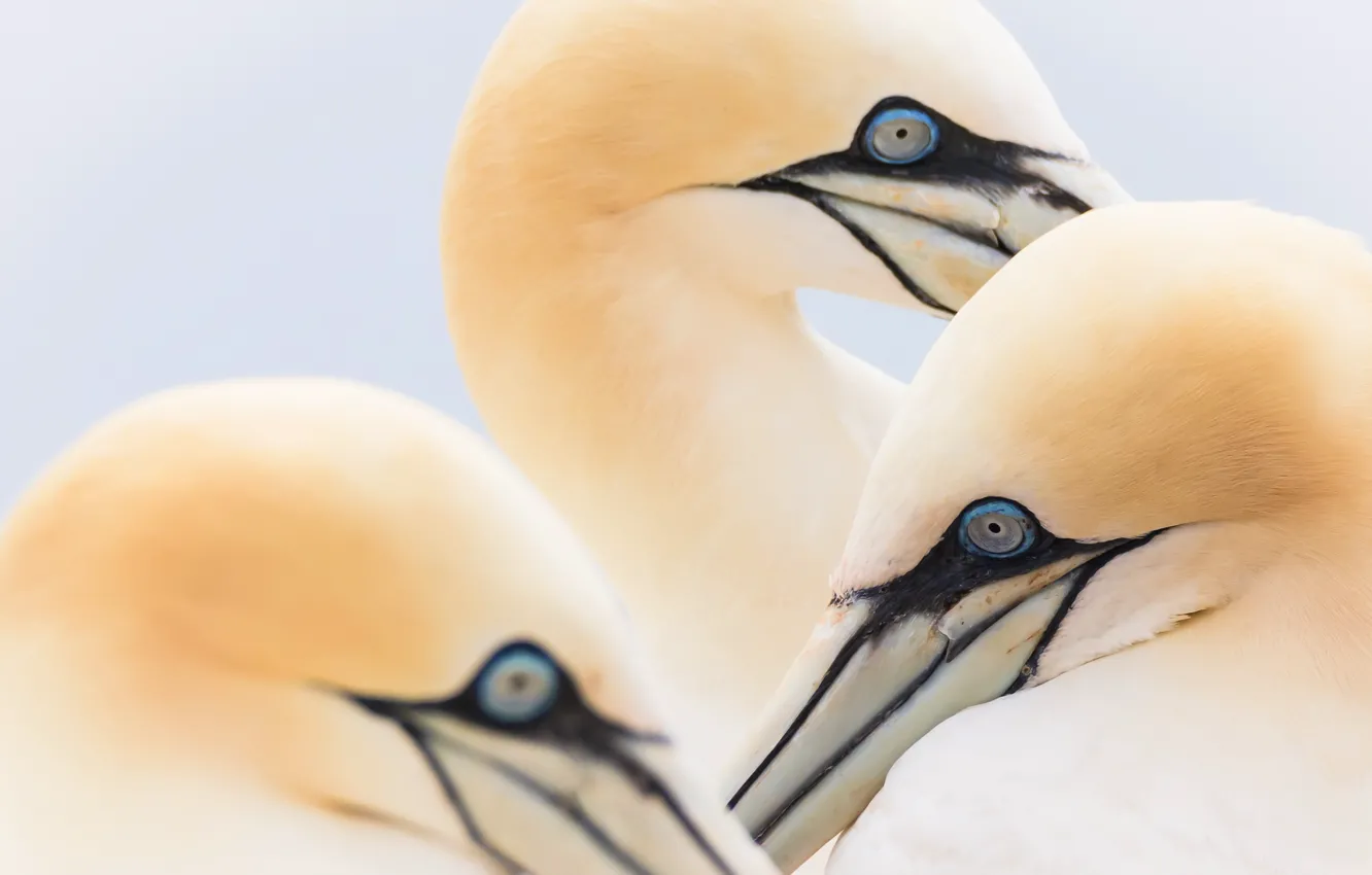 Photo wallpaper nature, bird, Northern Gannet