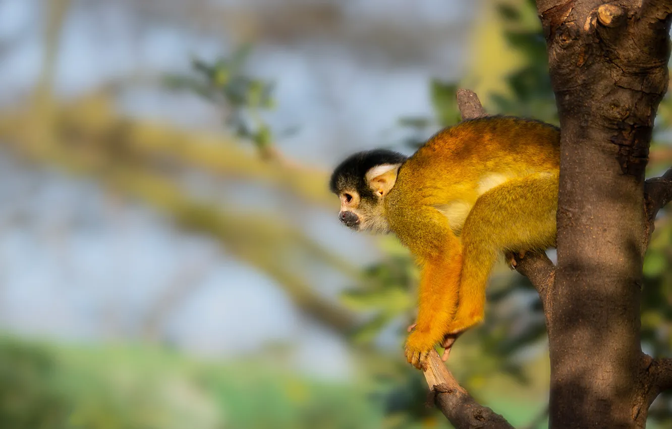 Photo wallpaper look, light, trees, background, monkey, profile, sitting, bitches