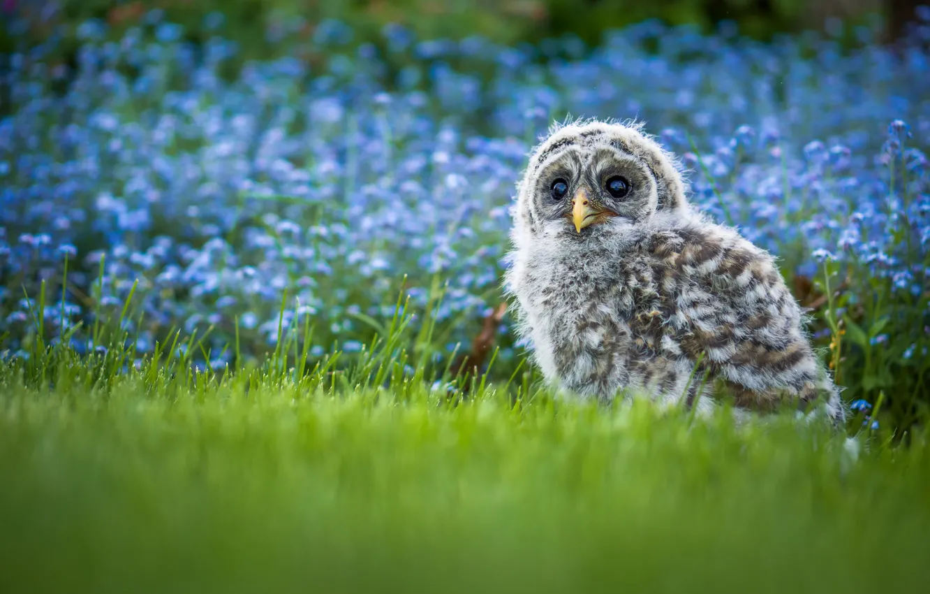 Photo wallpaper grass, flowers, owl, bird, chick, bokeh, A barred owl
