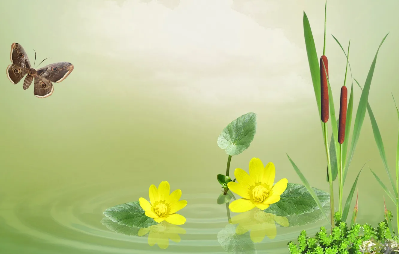 Photo wallpaper flowers, nature, lake, pond, butterfly, reed, poda