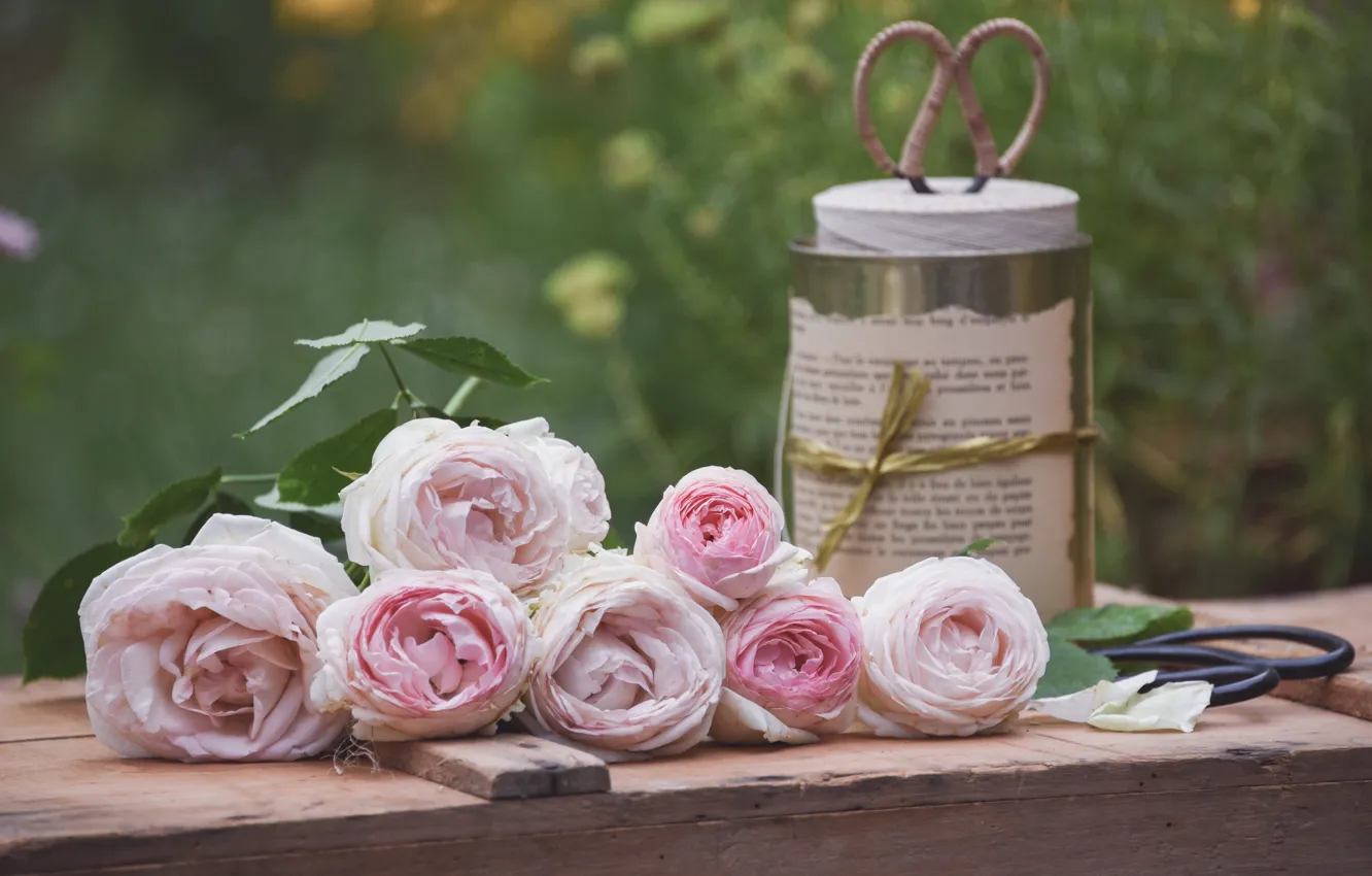 Photo wallpaper roses, Bank, buds