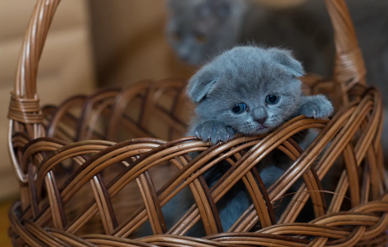 Photo wallpaper basket, baby, kitty, Scottish fold, Scottish fold cat