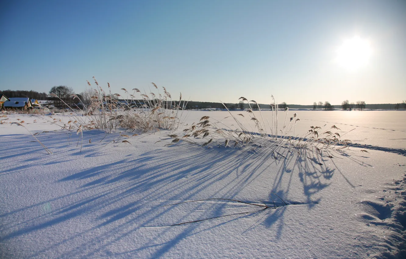 Photo wallpaper forest, snow, trees, village, a blade of grass