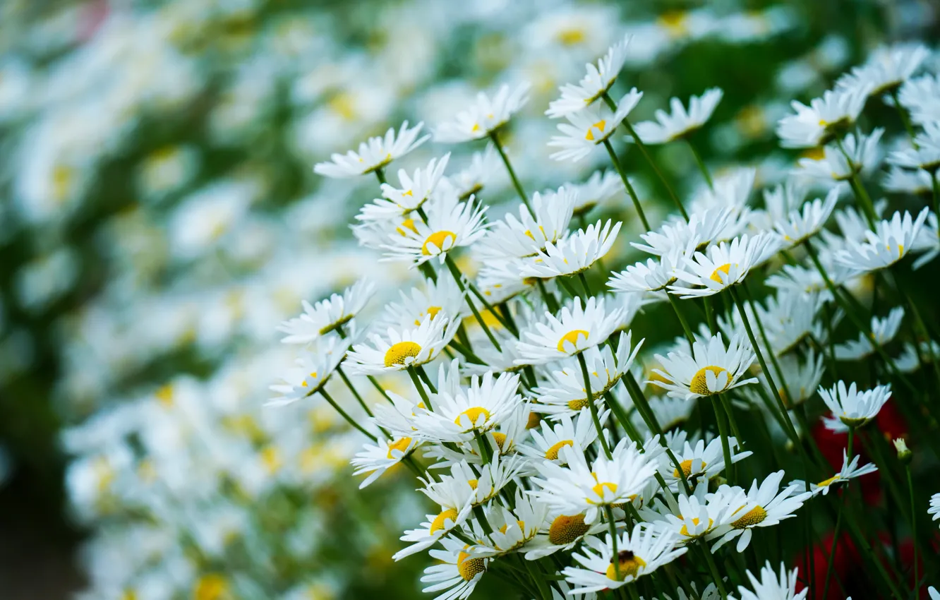Photo wallpaper flowers, chamomile, white, the bushes, bokeh, leucanthemum