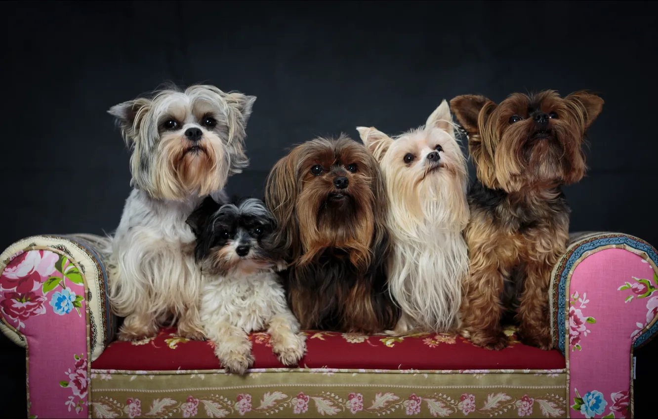 Photo wallpaper animals, beautiful, dogs, five