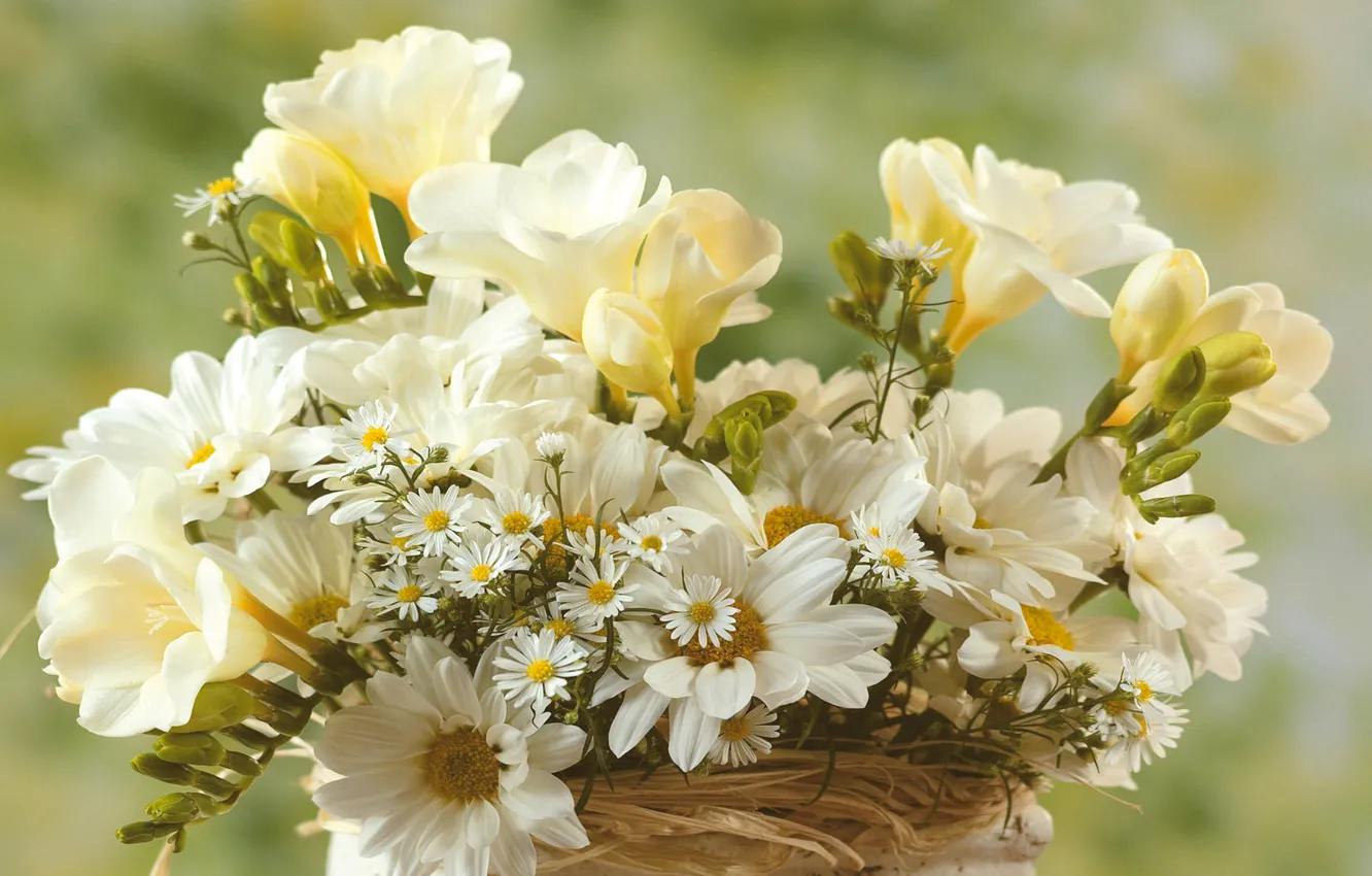 Photo wallpaper flowers, bouquet, white