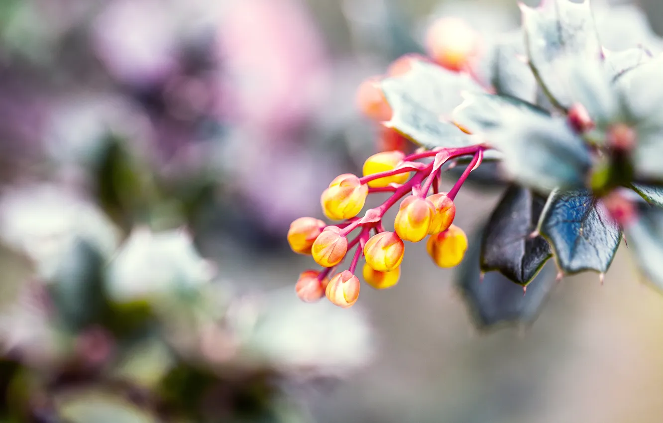 Photo wallpaper leaves, flowers, yellow, nature, green, buds
