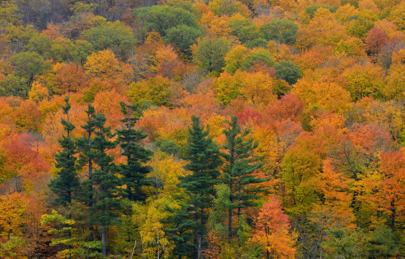 Photo wallpaper autumn, forest, trees, spruce, slope