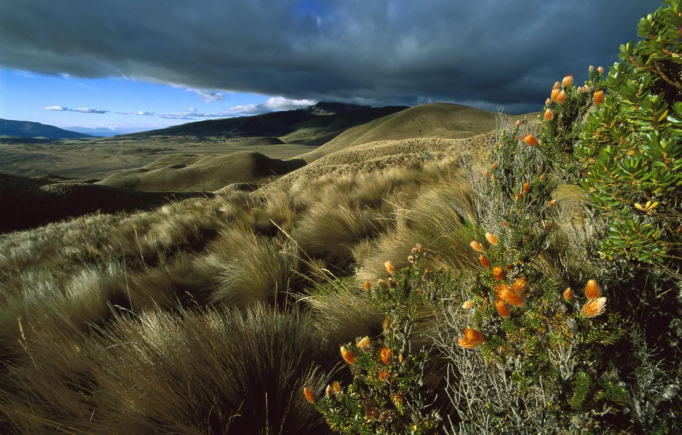 Photo wallpaper the sky, grass, landscape, flowers, mountains, clouds, hills