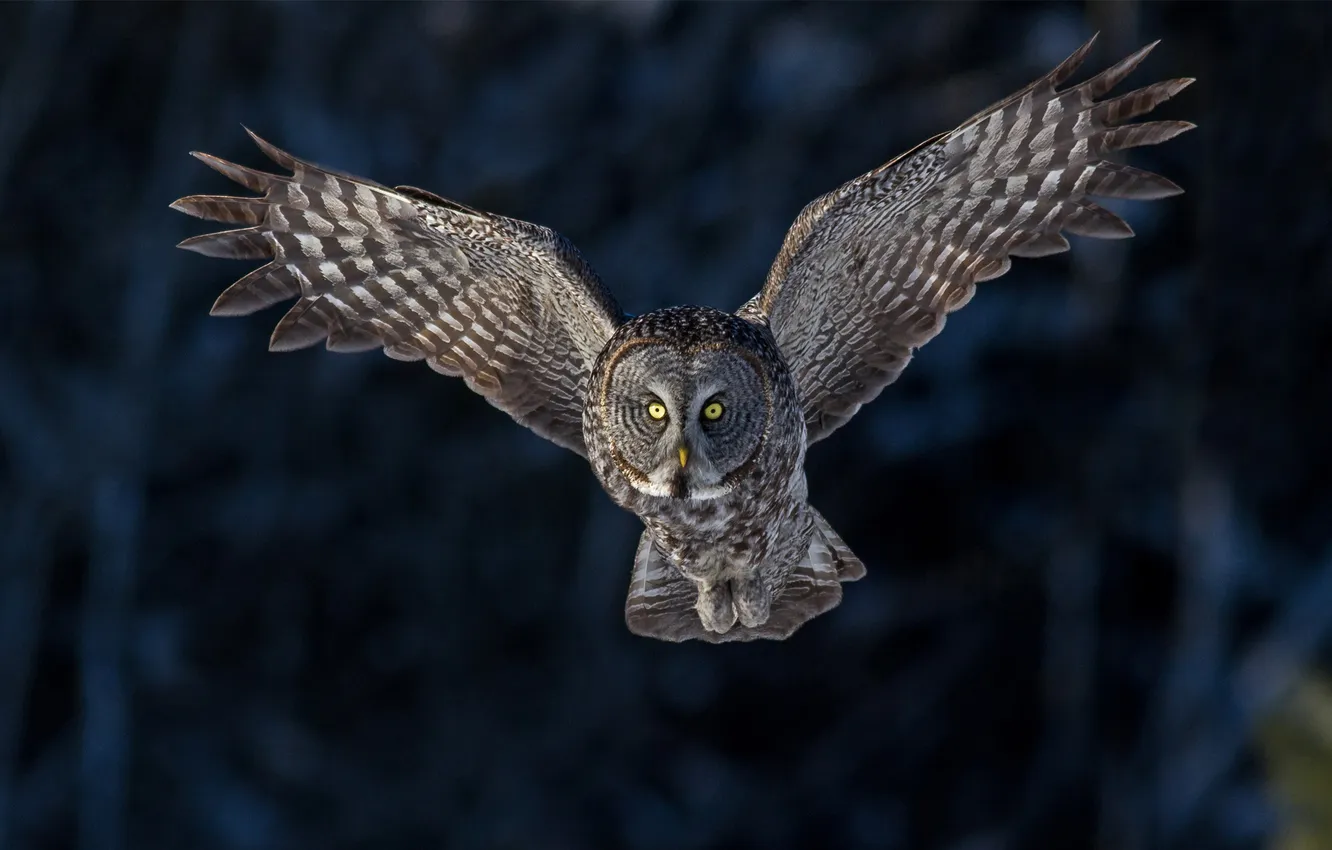 Photo wallpaper forest, flight, owl, bird, wings