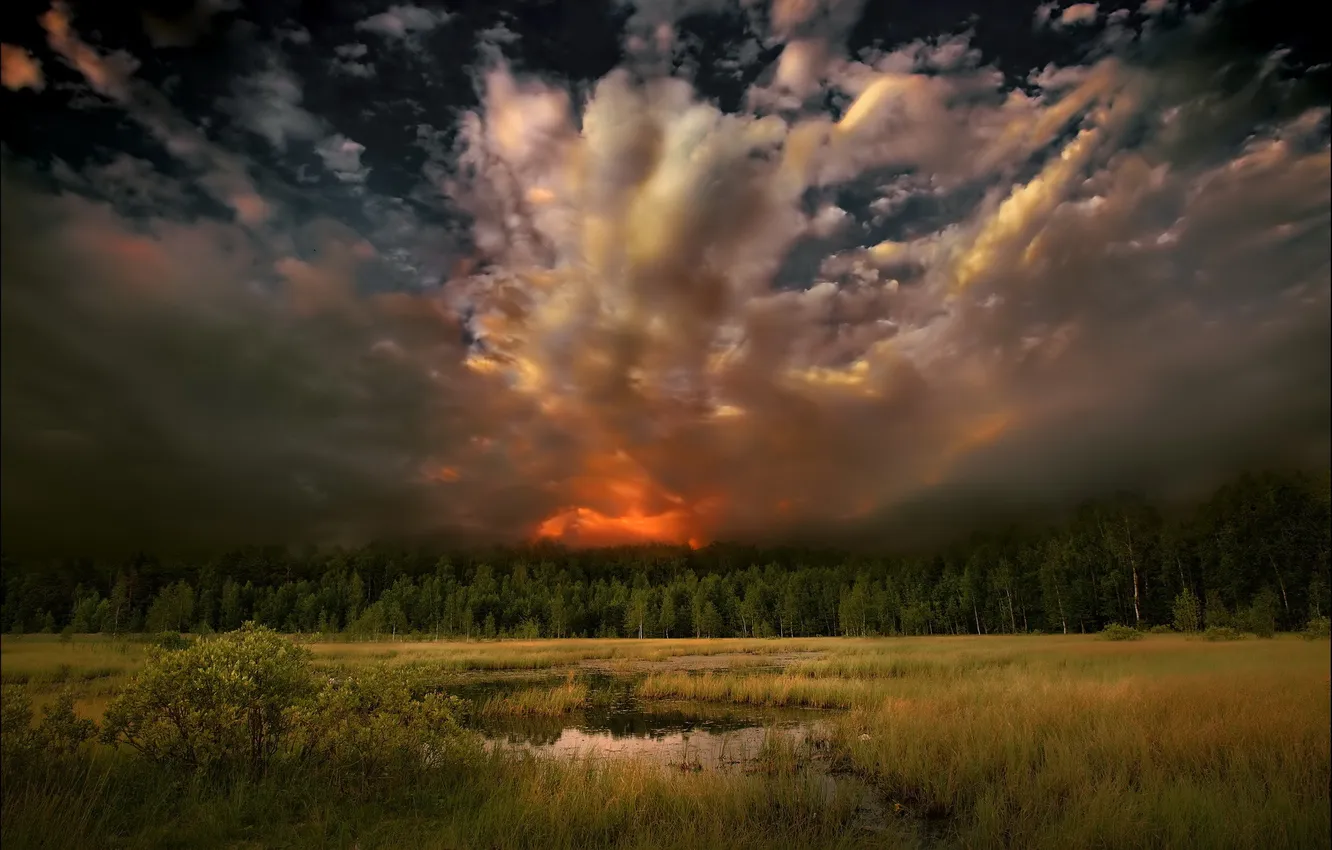 Photo wallpaper summer, trees, landscape, sunset, nature, the evening