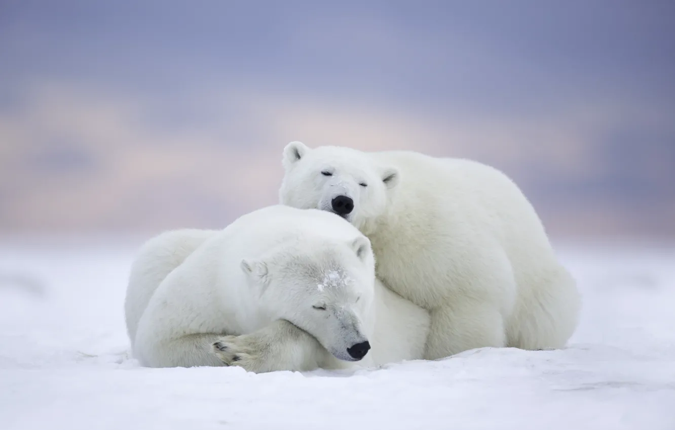 Photo wallpaper stay, sleep, bears, Alaska, Alaska, a couple, polar bears, The Arctic national reserve