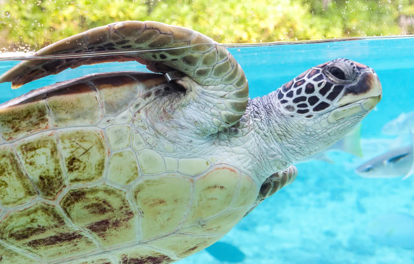 Photo wallpaper sea, turtle, blue water