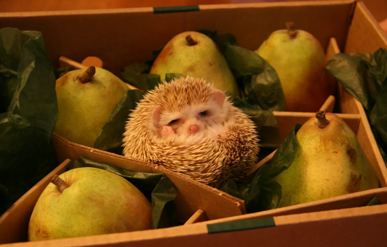 Photo wallpaper box, hedgehog, the trick, pear