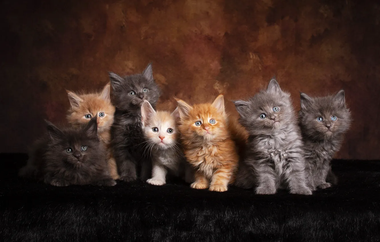 Photo wallpaper look, cats, pose, the dark background, kitty, kittens, fur, kids