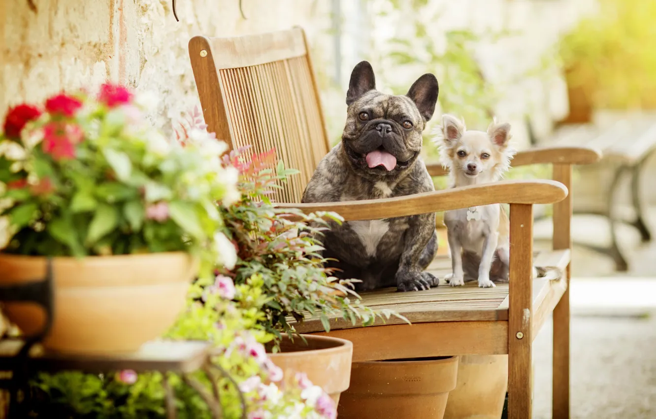 Photo wallpaper dogs, flowers, bench, bokeh, two dogs, Chihuahua, French bulldog
