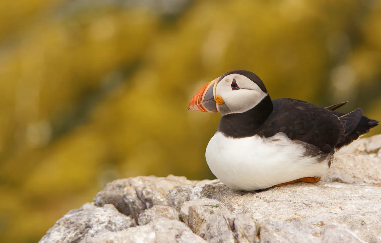 Photo wallpaper look, yellow, pose, stones, bird, shore, profile, stalled