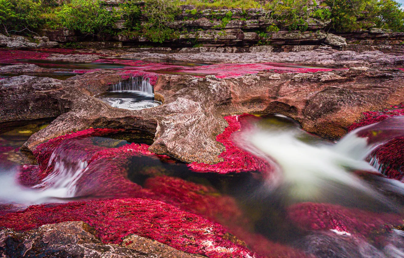 Photo wallpaper river, Colombia, Caño Cristales, Macarena National Park